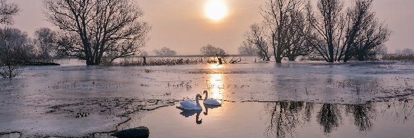 Słoneczny blask, Łabędzie, Drzewa, Jezioro, Zima, Odbicie, Gałęzie