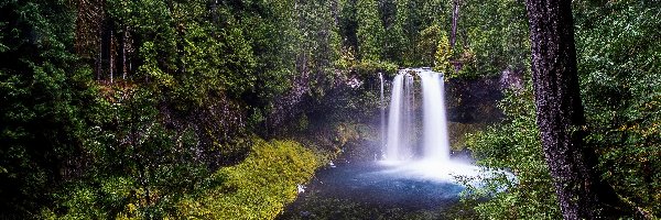 Kamienie, Drzewa, Stany Zjednoczone, Skały, Koosah Falls, Rzeka, McKenzie River, Las, Wodospad, Oregon