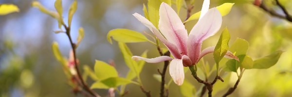 Różowa, Kwiat, Magnolia, Gałązki, Krzew