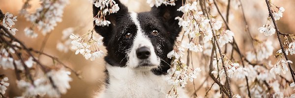 Border collie, Drzewo owocowe, Gałązki, Pies