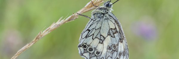 Polowiec szachownica, Trawa, Roślina, Motyl