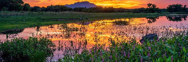 Stany Zjednoczone, Willow Lake, Szuwary, Jezioro, Zachód słońca, Arizona, Odbicie