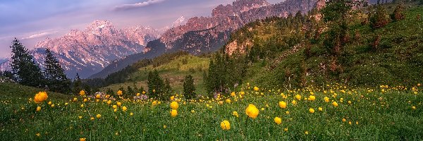Kwiaty, Dolina, Drzewa, Dolomity, Góry, Żółte, Łąka