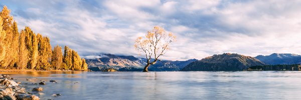 Wyspa Południowa, Jezioro Wanaka, Nowa Zelandia, Drzewo Wanaka, Pożółkłe, Drzewa, Kamienie, Jesień, Góry, Regionie Otago