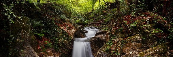 Kamienie, Rośliny, Strumień, Drzewa, Las, Hiszpania, Navarra, Rzeka, Artikutza