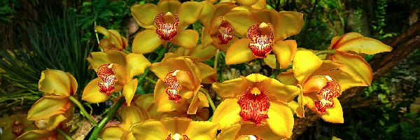 Kwiaty, Żółte, Orchidee, Zbliżenie, Storczyki