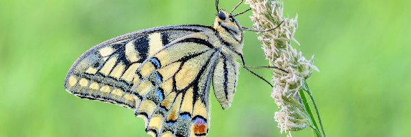 Paź królowej, Trawa, Źdźbło, Motyl