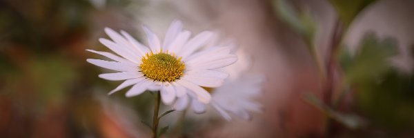 Aster, Kwiat, Jesienny, Biały