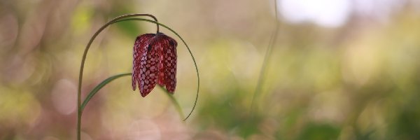 Kwiat, Pochylony, Szachownica kostkowata