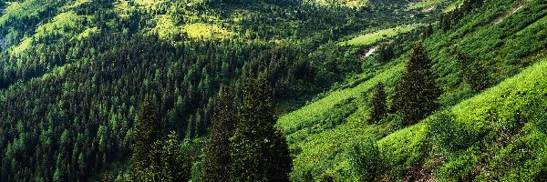 Wzgórza, Niskie Taury, Drzewa, Austria, Rottenmanner und Wolzer Tauern, Góry