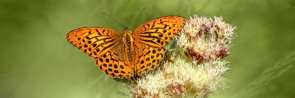 Motyl, Roślina, Dostojka malinowiec, Owad