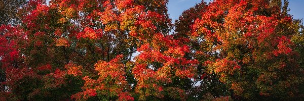 Kolorowe, Konary, Drzewa, Jesień
