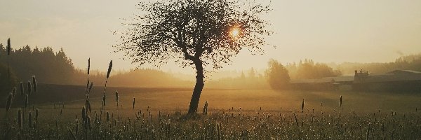 Drzewa, Mgła, Łąka, Wschód słońca