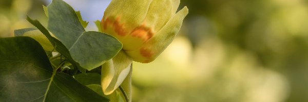 Żółty, Zbliżenie, Liście, Tulipanowiec amerykański