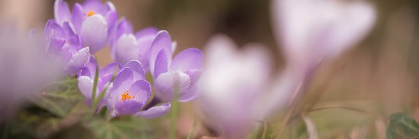 Krokusy, Kwiaty, Jasnofioletowe, Fioletowe