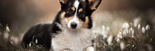 Przebiśniegi, Welsh corgi cardigan, Pies