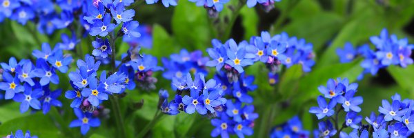 Kwiaty, Niezapominajki, Zbliżenie, Niebieskie