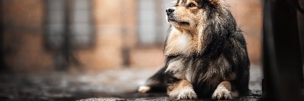 Fiński lapphund, Pies, Leżący