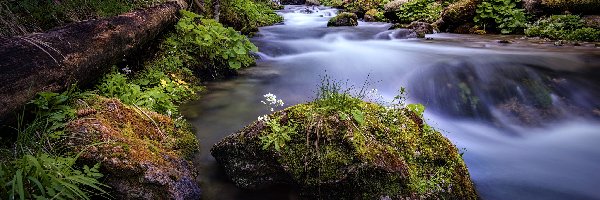 Kamienie, Dolina Olczyska, Rzeka, Kwiaty, Tatry, Polska