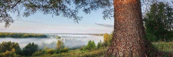 Trawa, Mgła, Drzewa