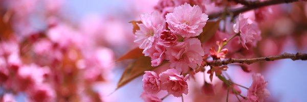 Różowe, Drzewo owocowe, Kwiaty, Wiśnia japońska