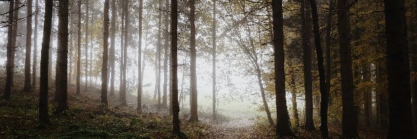 Las, Mgła, Ścieżka, Drzewa, Poranek