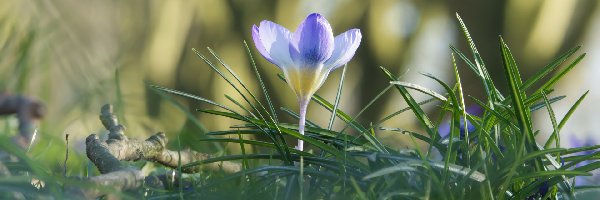 Trawa, Krokus, Kwiaty