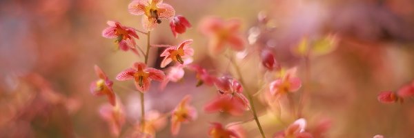 Czerwone, Zbliżenie, Kwiaty, Epimedium