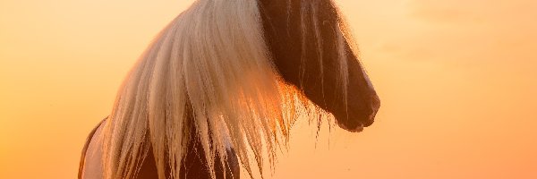 Profil, Biała, Grzywa, Zachód słońca, Koń, Łaciaty