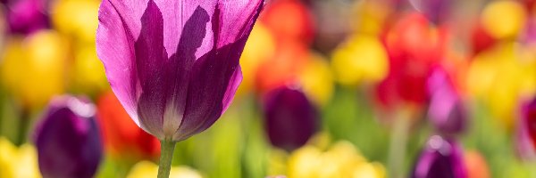 Rozświetlony, Tulipan, Kwiat