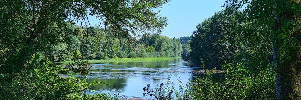 Lato, Drzewa, Rzeka, Rośliny, Krzewy