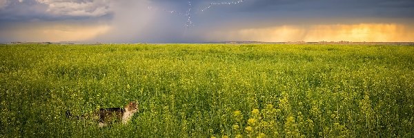 Burza, Błyskawice, Pole, Chmury, Niebo, Kot, Kwiaty