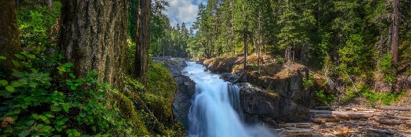 Las, Waszyngton, Roślinność, Drzewa, Park Narodowy Mount Rainier, Wodospad, Silver Falls, Stany Zjednoczone