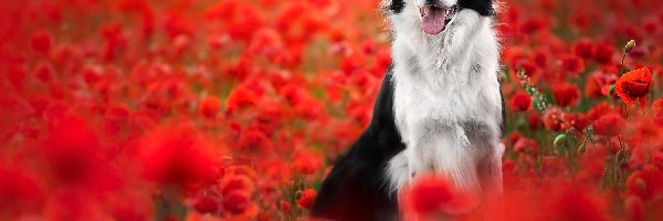 Maki, Border collie, Pies