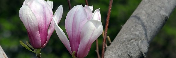 Dwa, Gałązki, Kwiaty, Magnolia