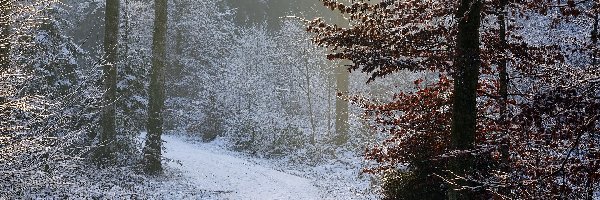 Drzewa, Mgła, Las, Droga, Śnieg, Zima