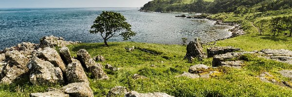 Irlandia Północna, Drzewo, Morze, Kamienie, Trawa, Murlough Bay, Zatoka