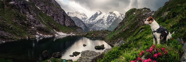 Różaneczniki, Pies, Kwiaty, Chmury, Jezioro, Góry