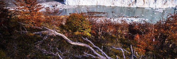 Konary, Lodowiec, Perito Moreno, Patagonia, Argentyna, Drzewa, Jesień