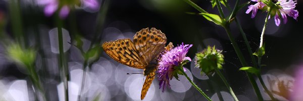 Kwiaty, Bokeh, Motyl, Lato