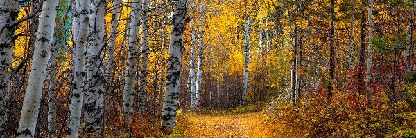 Las, Topole osikowe, Drzewa, Jesień, Ścieżka