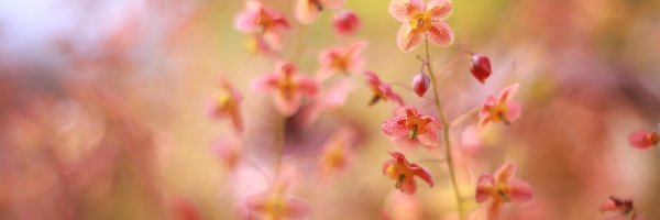 Kwiaty, Zbliżenie, Epimedium, Czerwone