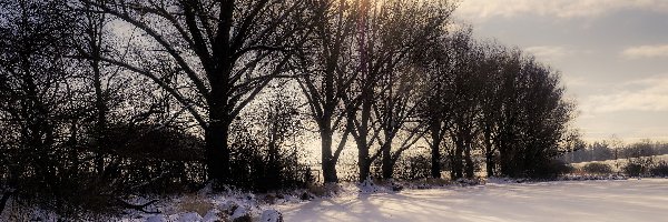 Zima, Drzewa, Bezlistne, Staw, Śnieg