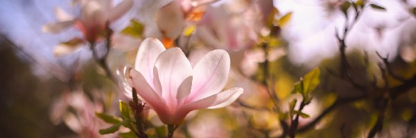 Różowy, Gałązki, Kwiat, Magnolia