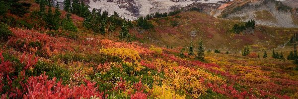 Park Narodowy Mount Rainier, Rośliny, Drzewa, Góry, Jesień, Stany Zjednoczone, Waszyngton, Kolorowe, Stan