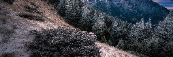 Góry, Drzewa, Zbocze, Śnieg, Pierwszy