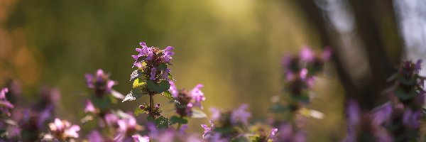 Jasnota purpurowa, Kwiaty, Różowe, Rozświetlona