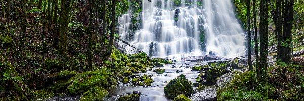 Potok, Drzewa, Australia, Mech, Wodospad, Nelson Falls, Kamienie, Las, Skały, Tasmania