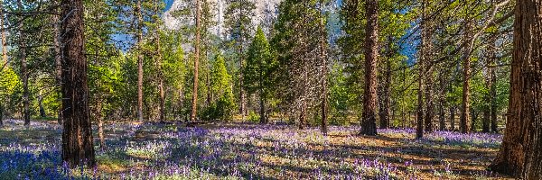 Kwiaty, Las, Stany Zjednoczone, Kalifornia, Drzewa, Łubin, Park Narodowy Yosemite, Góry