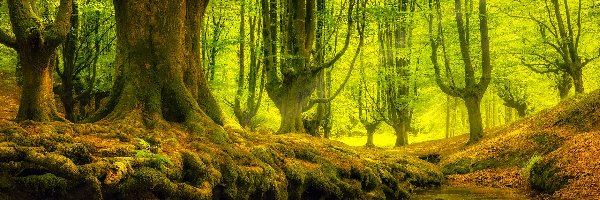 Park Narodowy Gorbea, Hiszpania, Kraj Basków, Las, Drzewa